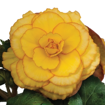 Begonia x tuberhybrida On Top® 'Sunset Shades'