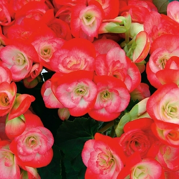 Begonia x hiemalis 'Peggy' 