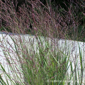 Panicum virgatum 'Purple Tears' PP28518