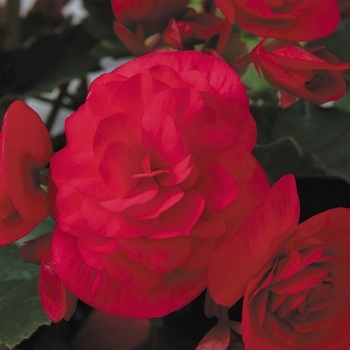 Begonia x hiemalis Solenia® 'Cherry'