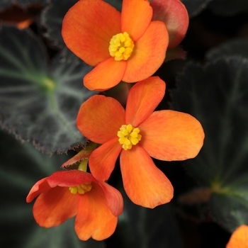 Begonia 'Sparks Will Fly' 