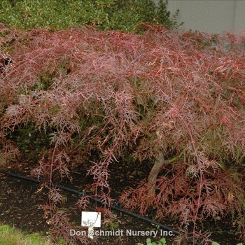 Acer palmatum 'Watnong' 