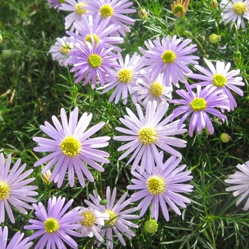 Brachyscome angustifolia Bellissima 'Blue Delight'