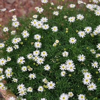 Brachyscome angustifolia Bellissima 'Compact White'