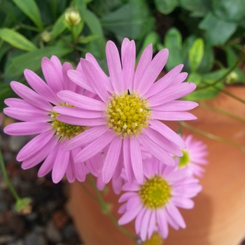 Brachyscome angustifolia 'Dark Pink' 