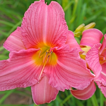 Hemerocallis 'Rosa Bellini' 