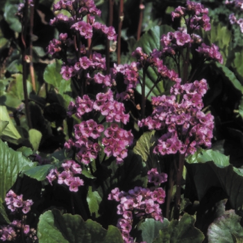 Bergenia cordifolia 'Red Beauty'