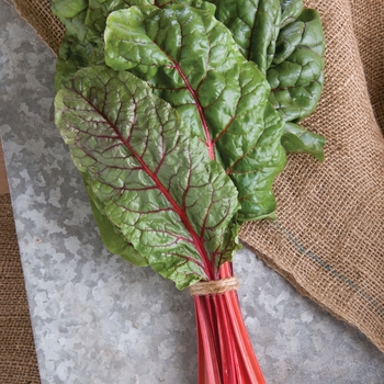 Beta vulgaris var. cicla 'Ruby Red' 