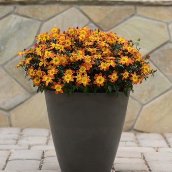 Bidens ferulifolia 'Bee Alive'