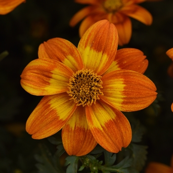Bidens 'Bee Happy™ Orange' 