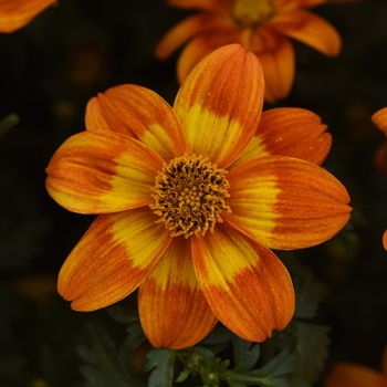 Bidens 'Bee Happy™ Orange'