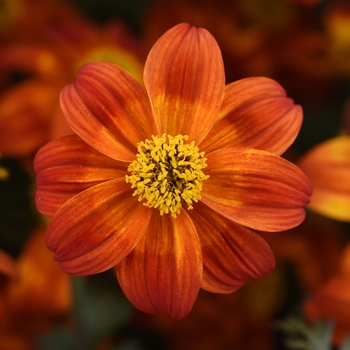 Bidens 'Bee Happy™ Red'