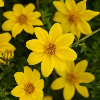 Bidens ferulifolia 'Compact Yellow' KLEBF14236 PP28495