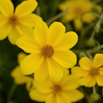 Bidens ferulifolia 'Special Yellow' KLEBF15323 PP27764