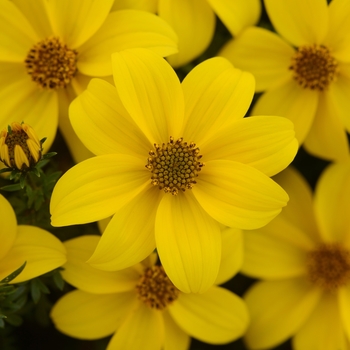 Bidens ferulifolia 'Sun Drop Compact'