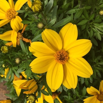 Bidens 'Bee Giant Yellow'