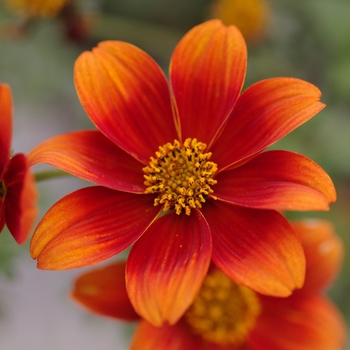 Bidens 'Bee Orange Flame' 