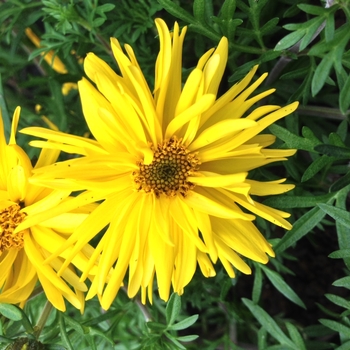 Bidens 'Bee Super Spider' 