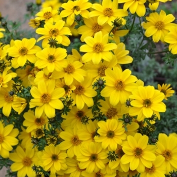 Bidens 'Bee Yellow Crown'