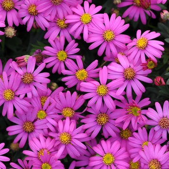 Brachyscome bracteata 'Radiant Magenta' 