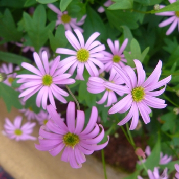 Brachyscome angustifolia 'Soft Pink' 