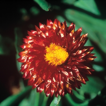 Bracteantha bracteata Mohave™ Dark Red