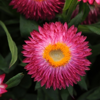 Bracteantha bracteata 'Dark Rose' 