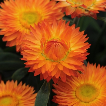 Bracteantha bracteata 'Orange' 