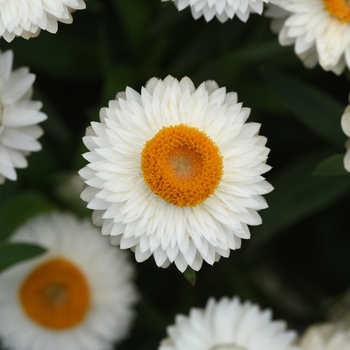 Bracteantha bracteata 'White 19' 