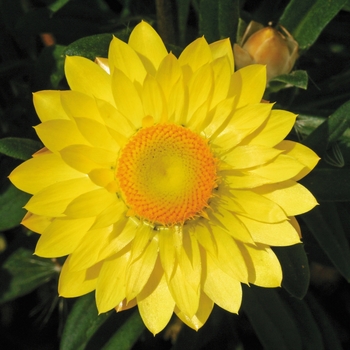 Bracteantha bracteata Mohave™ Yellow