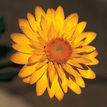 Bracteantha bracteata 'Yellow Basket' 