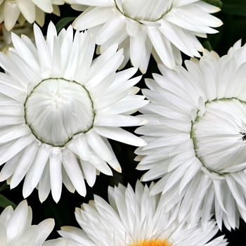 Bracteantha bracteata 'Ice' 