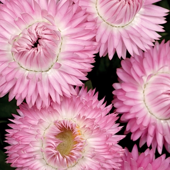 Bracteantha bracteata 'Pink' 