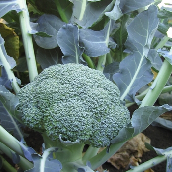 Brassica oleracea var. italica 'Lieutenant'