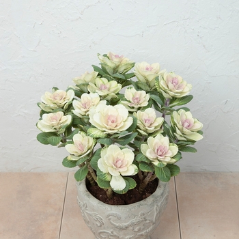 Brassica oleracea 'Color up White'