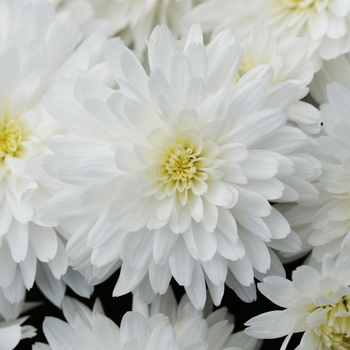 Chrysanthemum x morifolium 'Bridal White'