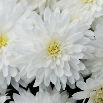 Chrysanthemum x morifolium 'Bridal White' 