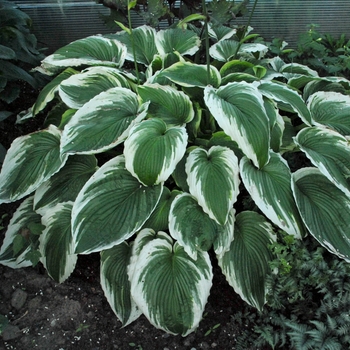 Hosta 'Bridal Falls' PP25594