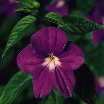 Browallia speciosa major Bells 'Marine'