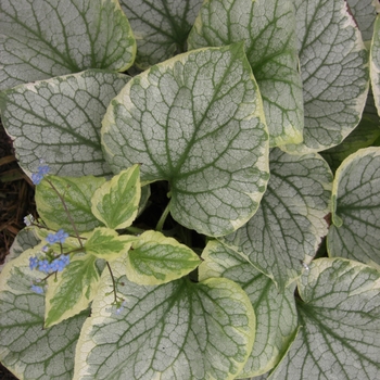 Brunnera macrophylla 'King's Ransom'