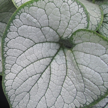 Brunnera macrophylla 'Silver Heart' 