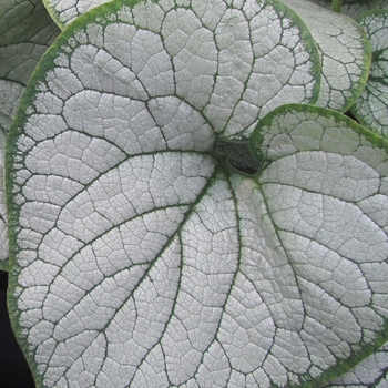 Brunnera macrophylla 'Silver Heart'