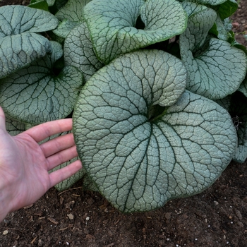 Brunnera macrophylla 'Sterling Silver' PPAF