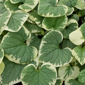 Brunnera macrophylla 'Variegata' 