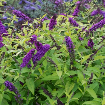 Buddleia davidii Monarch® 'Crown Jewels'