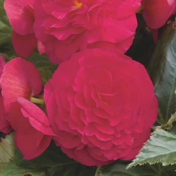 Begonia x tuberhybrida 'Cherry' 