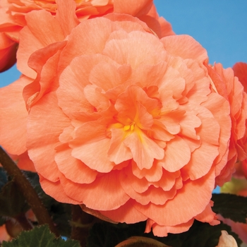 Begonia x tuberhybrida Go-Go™ 'Salmon'