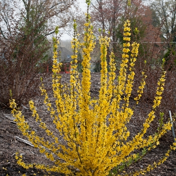 Forsythia 'Minfor6' 