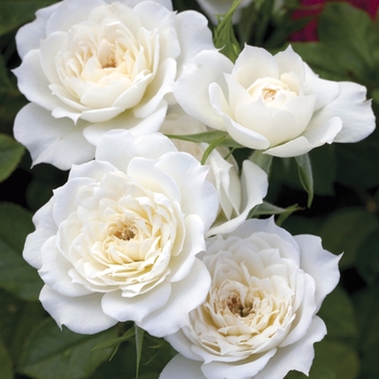 Rosa Sunblaze® Bridal