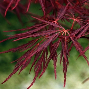 Acer palmatum 'Firecracker' 